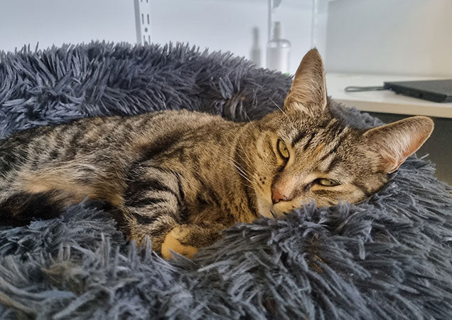 files/settling-in-shy-cats-at-home-rspca-queensland-cat-facts-blog-636.jpg